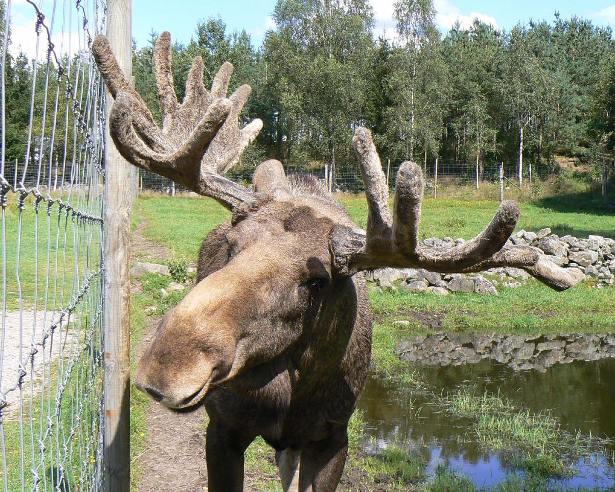 Ellinge