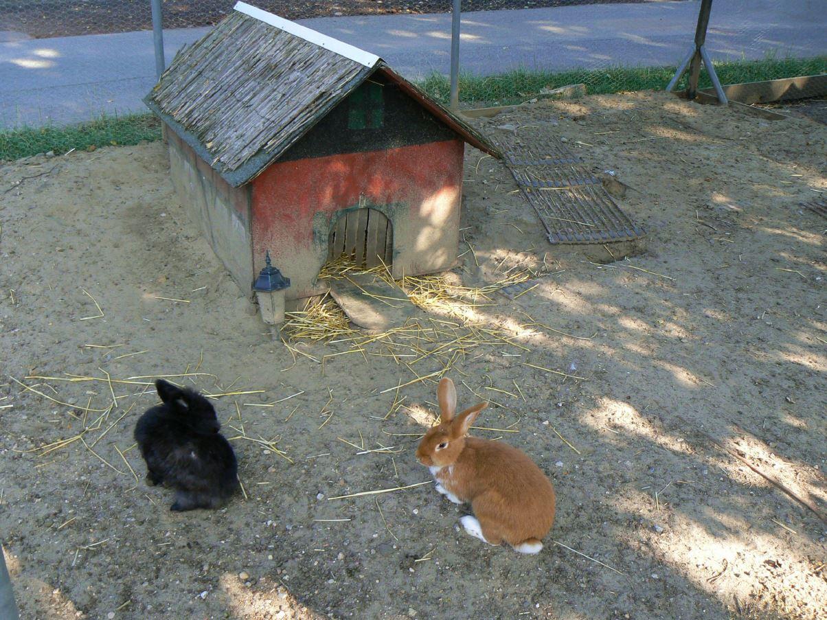 In der Lüneburger Heide