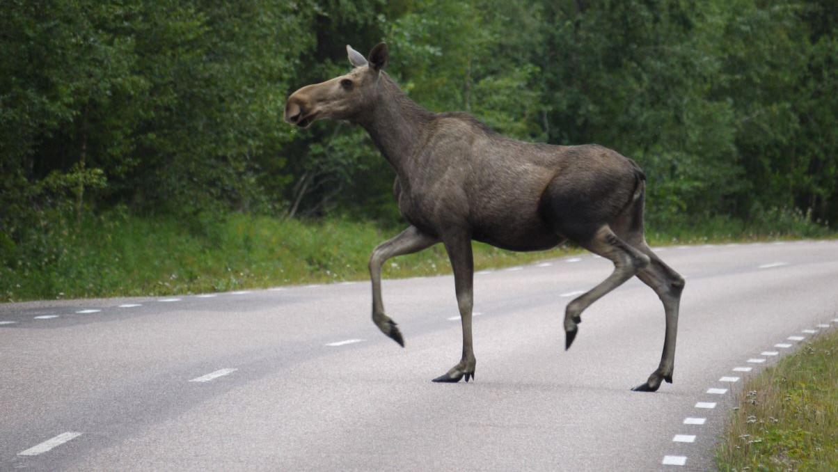 Elchkuh auf der Straße