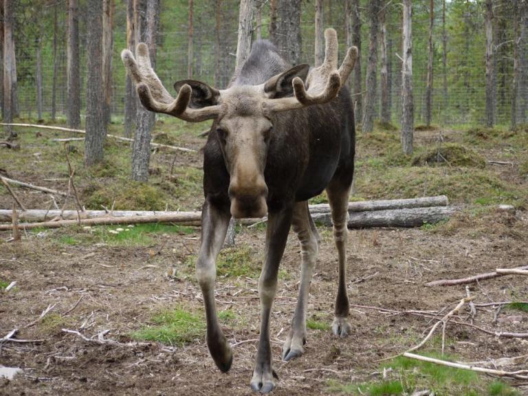 Vittangi - Besuch des Elchparkes