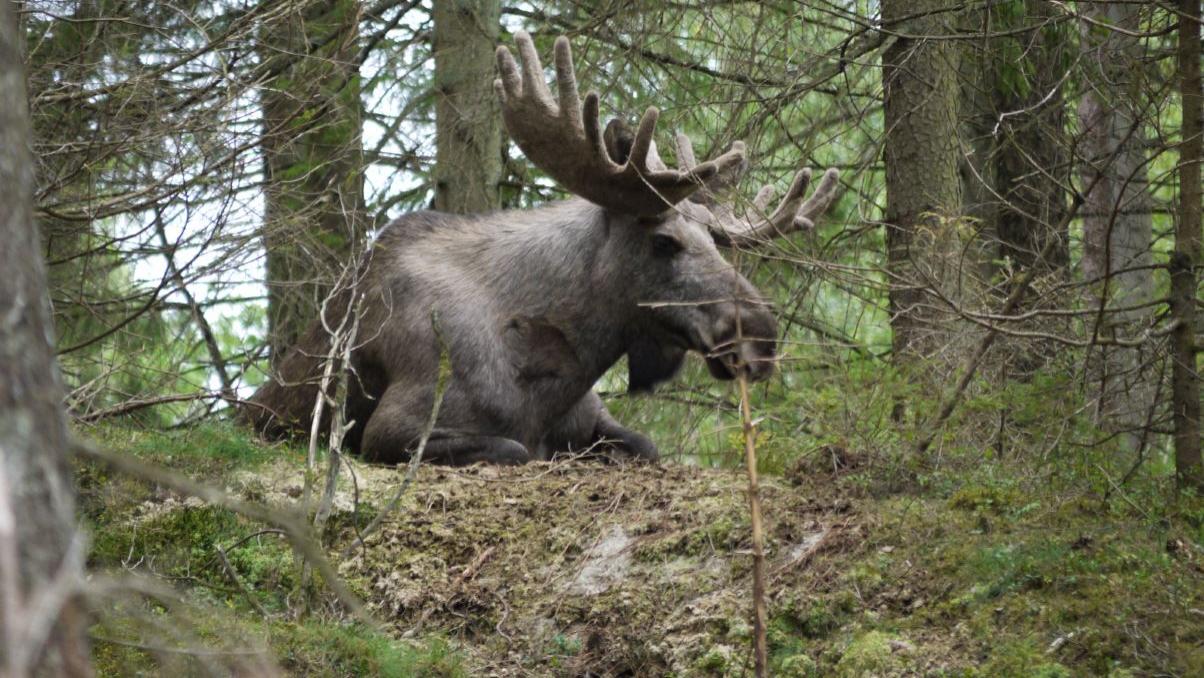 Älgpark Anneröd