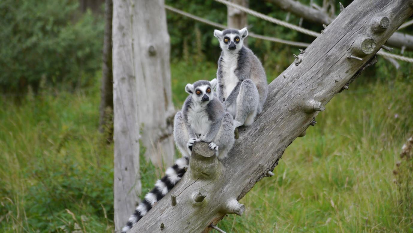 Jyllands Park Zoo