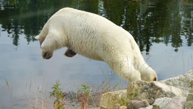 zu Besuch im Orsa Björnpark (Bärenpark)