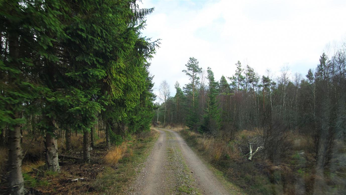 Waldweg nach Kråkshult