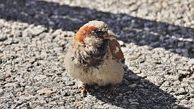 230904-109v Smögen - Verstärkung beim Mittagessen ... glaub' da träumt einer !