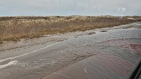 240328-09v Grenen (Skagen) - Fahrt mit dem Traktorbus zum Landsende