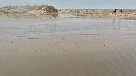 240328-13v Grenen (Skagen) - Fahrt mit dem Traktorbus zum Landsende und wieder zurück