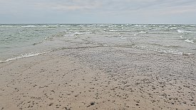 240328-21v Grenen (Skagen) - Fahrt mit dem Traktorbus zum Landsende und wieder zurück