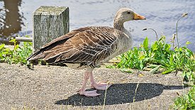 240526-21v Lauwersoog (NL) - Spaziergang zum 