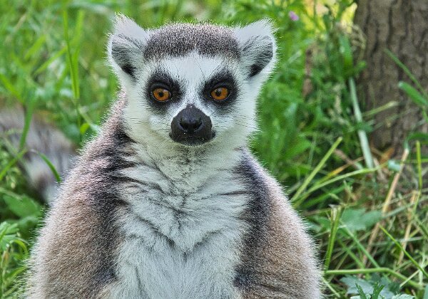 3 - Dierenpark Hoenderdaell