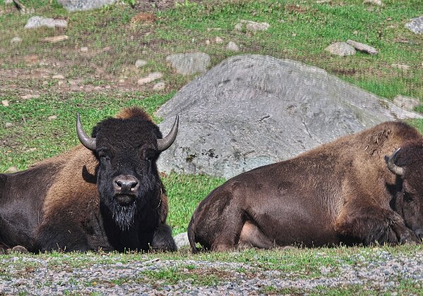 26 Markaryd - Smålandet Älgsafari